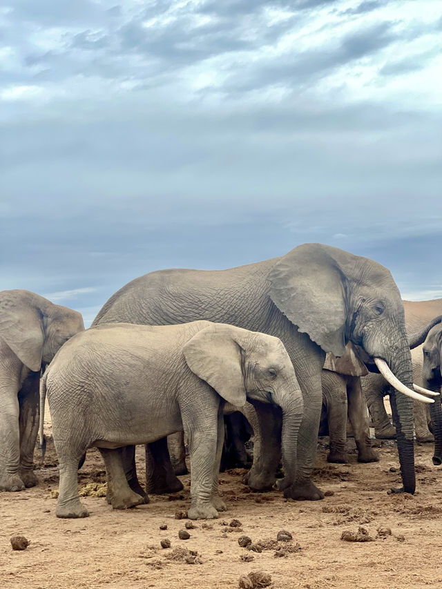 📍Addo Elephant Park, South Africa 🇿🇦 