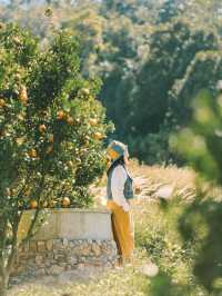 Jin Ju Orange Farm Mae Rim