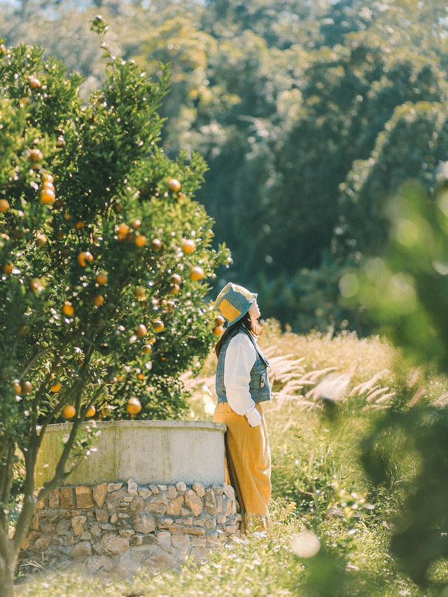 Jin Ju Orange Farm Mae Rim