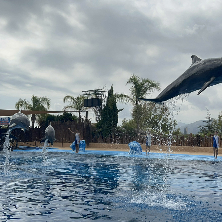 We visit this place everytime we’re in Benidorm . It’s absolutely fantastic and there’s something for everyone . The dolphins are so intelligent and super cool . The food and drinks are reasonably priced . Parrot and sea lion shows are also amazing . You can get photos with the dolphins , turtles , parrots , sea lions and monkeys . There’s parks for the kids to enjoy too 