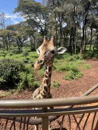 Exploring Nairobi: A Perfect Blend of Adventure, Culture, and Cuisine