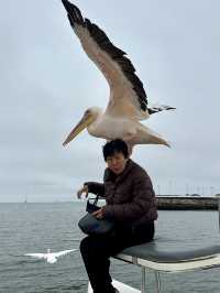 Boat trip with pelicans