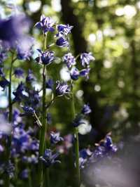Spring in Southampton: The Perfect Time to Explore the Harbour City