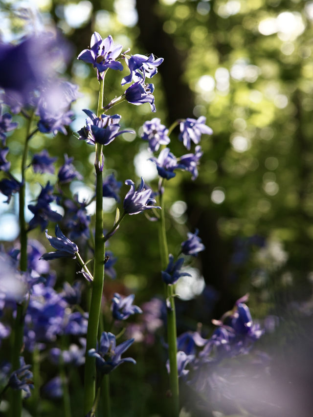 Spring in Southampton: The Perfect Time to Explore the Harbour City