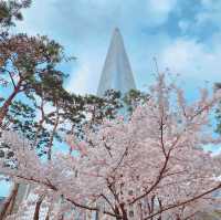 SEOKCHON LAKE'S SAKURA MAGIC | A CHERRY BLOSSOM WONDERLAND