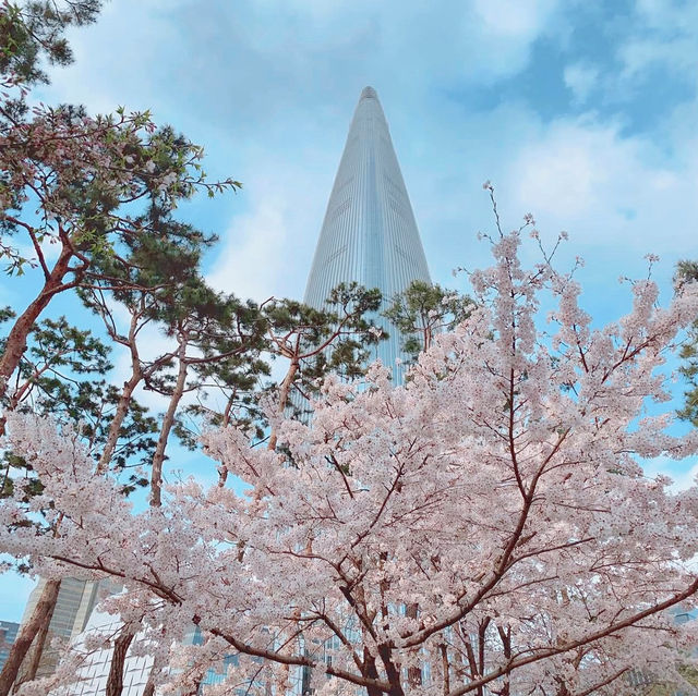 SEOKCHON LAKE'S SAKURA MAGIC | A CHERRY BLOSSOM WONDERLAND