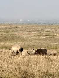 Nairobi National Park – Wildlife on the City’s Edge 🦏