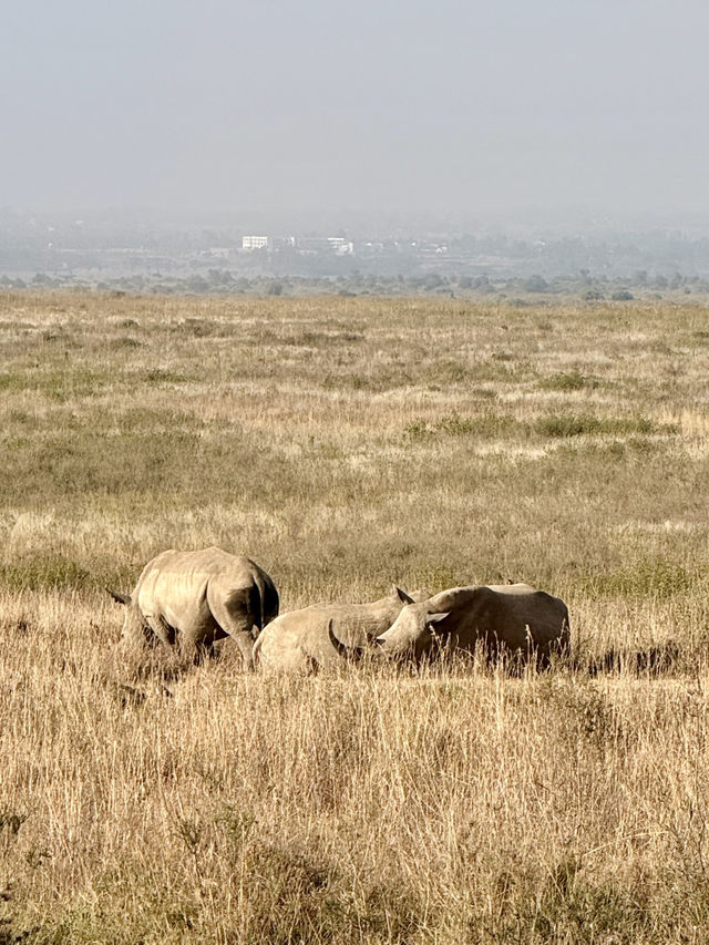 Nairobi National Park – Wildlife on the City’s Edge 🦏