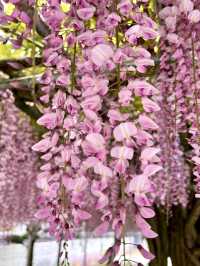 Wisteria Wonderland at Chofukuji Temple