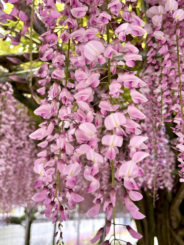 Wisteria Wonderland at Chofukuji Temple