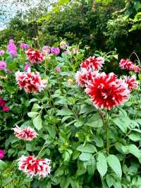 🌿 Rousham Gardens – England’s Timeless Landscape Escape