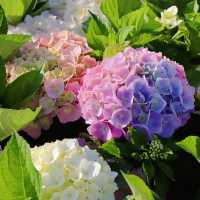Kunming: A Floral and Culinary Paradise Where Spring Never Ends