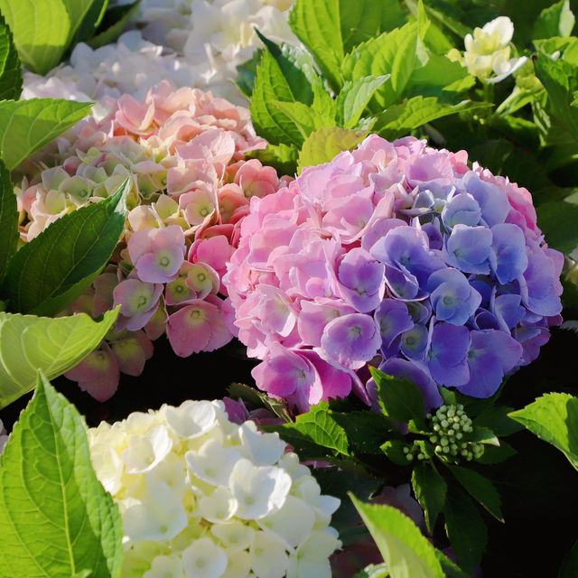 Kunming: A Floral and Culinary Paradise Where Spring Never Ends