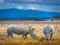 觀鳥天堂～納庫魯國家公園