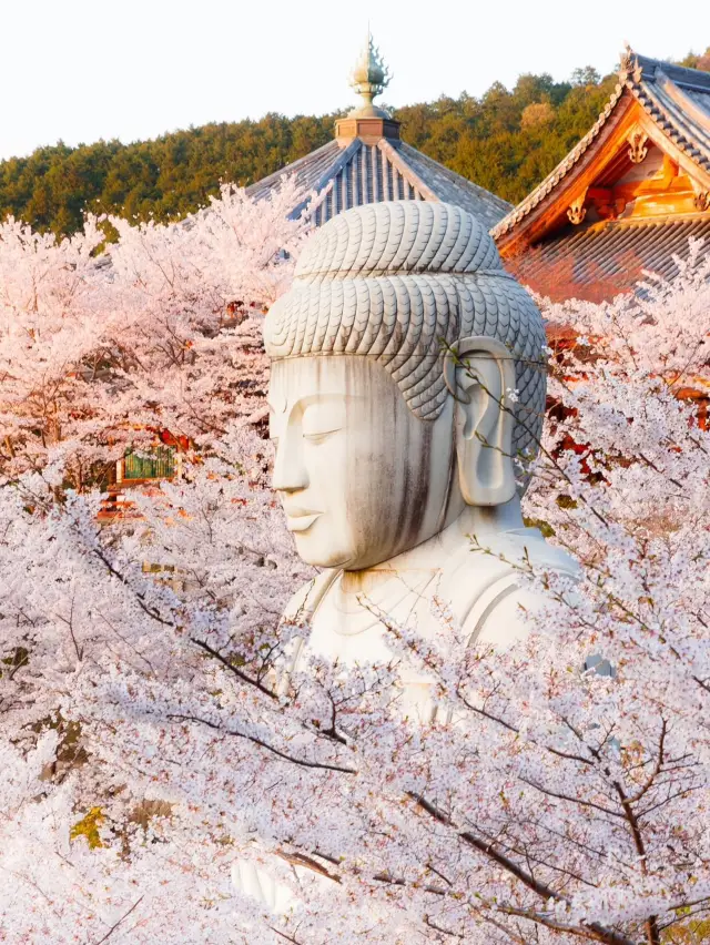 도쿄의 봄: 벚꽃의 장관