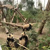Panda babies