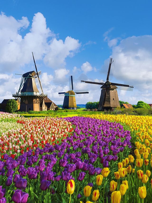 Life always needs a spring reserved for the Netherlands, to see the tulip fields.