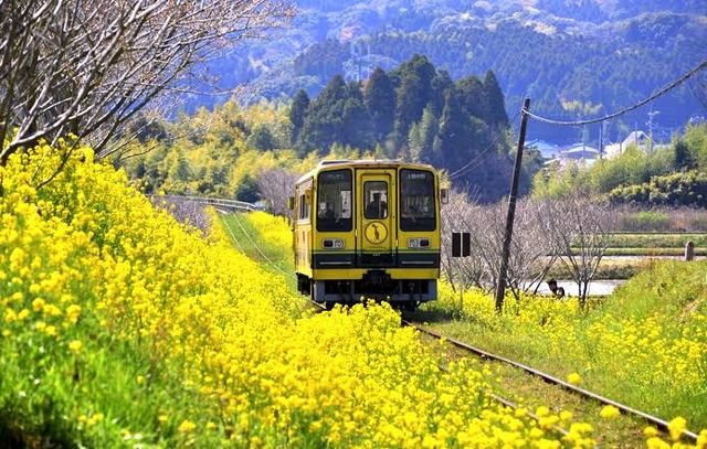 The present and future of Japanese cherry blossoms