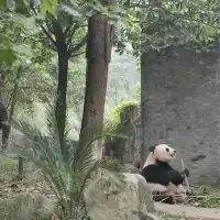 Panda Breeding Center in Dujiangyan! 🇨🇳