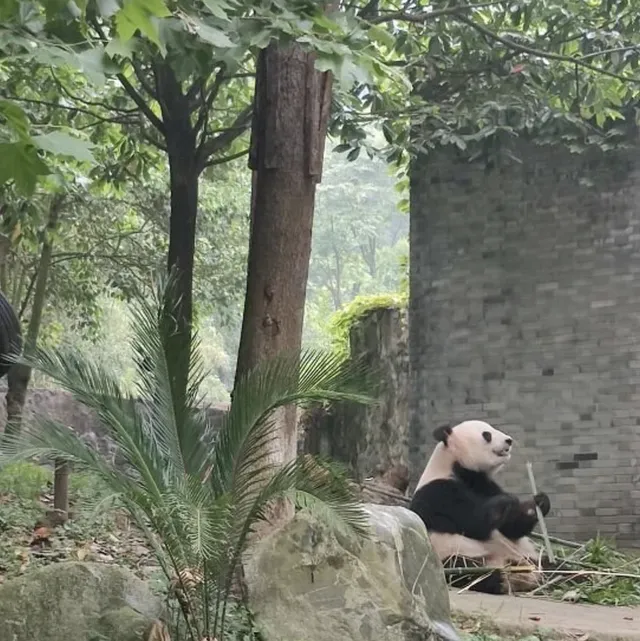 Panda Breeding Center in Dujiangyan! 🇨🇳