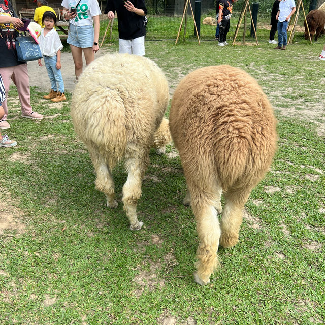 【北埔生態農場】親子一日遊，傍晚北埔老街美食