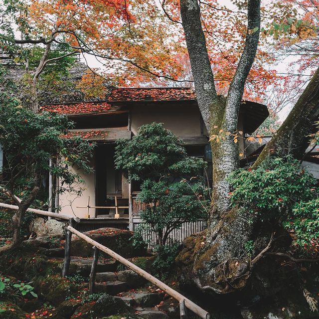 🇯🇵秋遊箱根