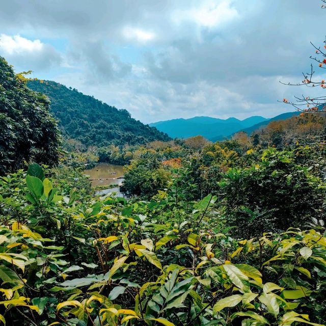 The Serenity of Rainforest | Yanoda