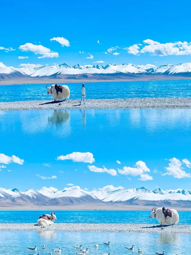 Such grand and tranquil beauty only exists in the snowy mountain holy lake - Namtso