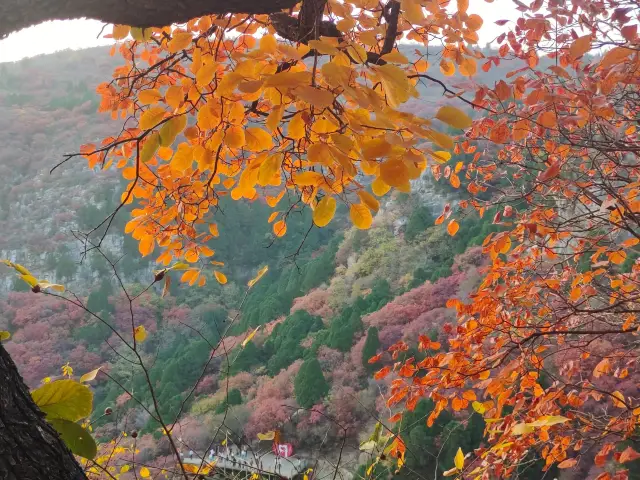 린추 시문방: 천년 고운, 홍엽 선경