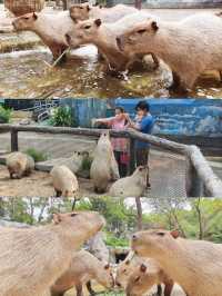 終於在曼谷野生動物園看到卡比巴拉啦