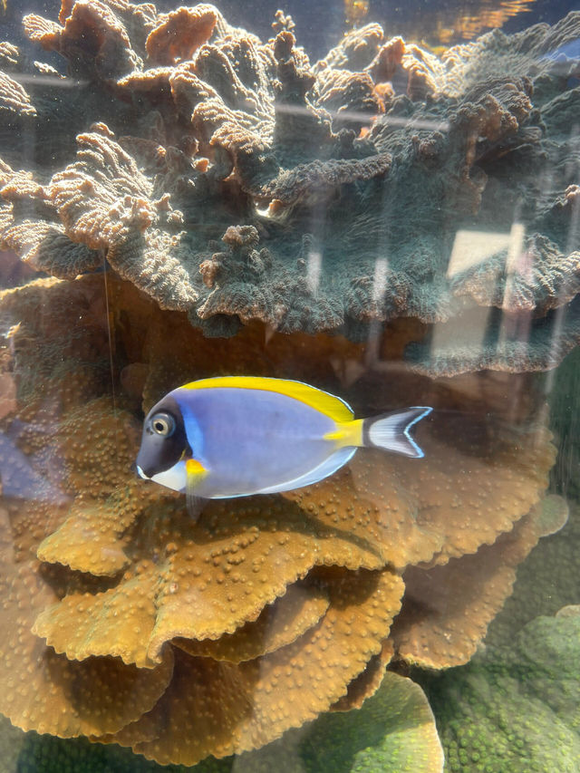 洛杉磯II 深海小精靈