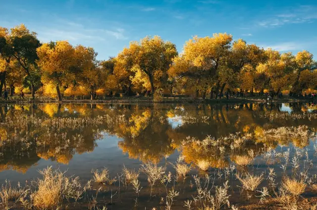 Luntai Poplar Forest: A thousand years without death, a thousand years without falling, are you ready to get lost in this miracle of life