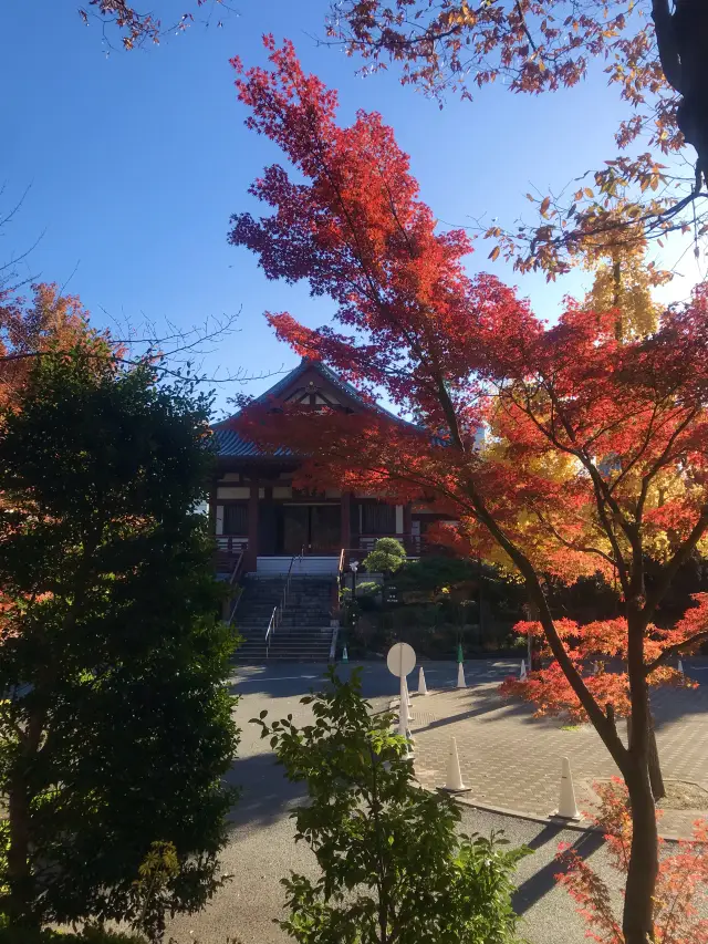 增上寺是東京十分有名的寺廟