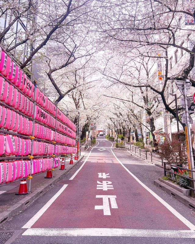 東京の桜スポット🌸 昼夜の魅力が溢れる