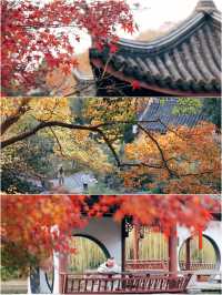發現上海｜奉賢古華園，這裡的紅葉也很美
