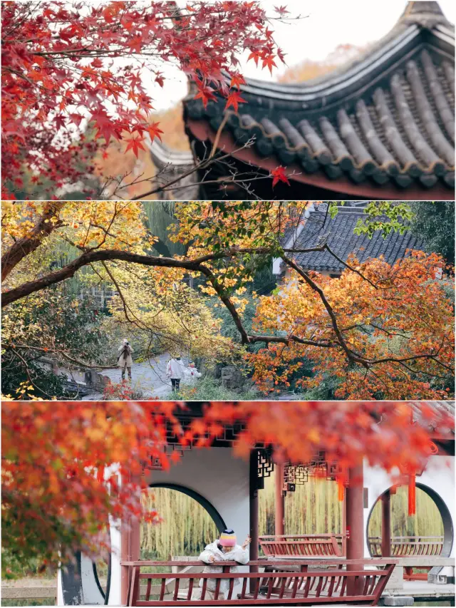 Discover Shanghai | Fengxian Guhua Garden, the red leaves here are also beautiful