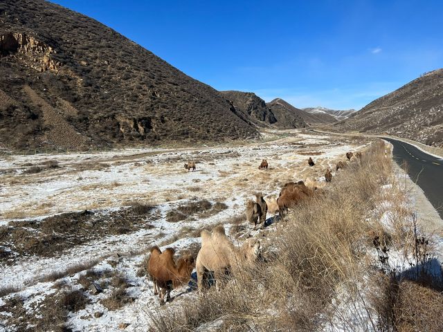 內蒙古紅石崖｜看雪看駱駝