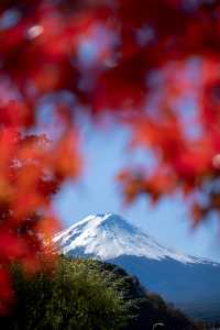 為了富士山下的楓葉迴廊，特意飛了一趟日本