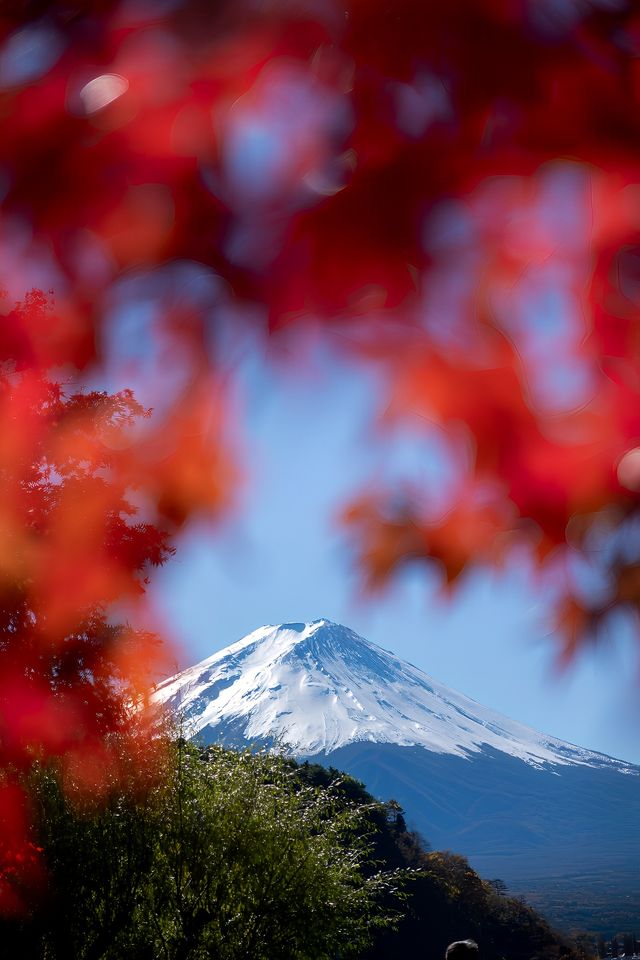 為了富士山下的楓葉迴廊，特意飛了一趟日本