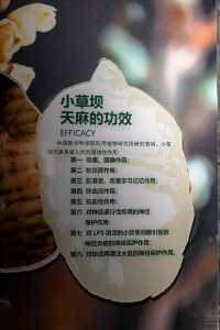 昭通彝良縣小草壩，峽谷飛瀑下的尋天麻之旅