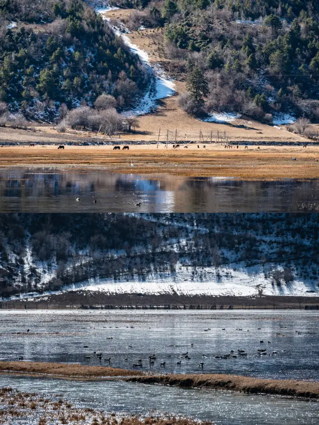 National Geographic didn't lie to me, I photographed birds in Shangri-La