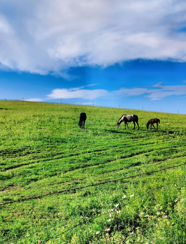 【甘南】我在草原上學會了騎馬|桑科草原