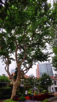 霍山公園：曾經的猶太難民活動聚會之地