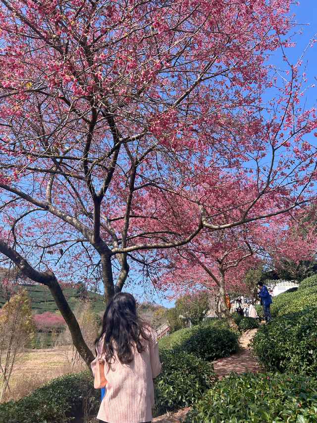 春節好去處｜在福建！！藏在漫畫裡的櫻花園