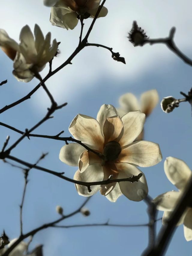 雲南昆明西山華亭寺—玉蘭又花開，滿目皆春意