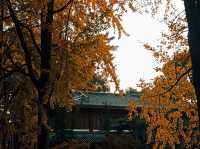 不是拙政園去不起 而是溫江公園更有性價比