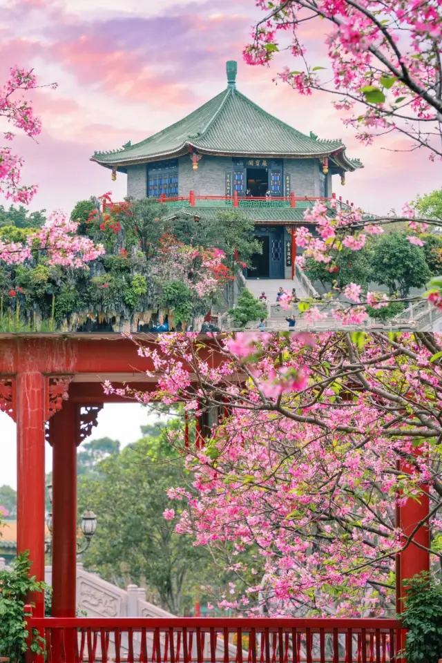 明日開幕！ロマンチックな全広州市民の桜祭りがやってきます～