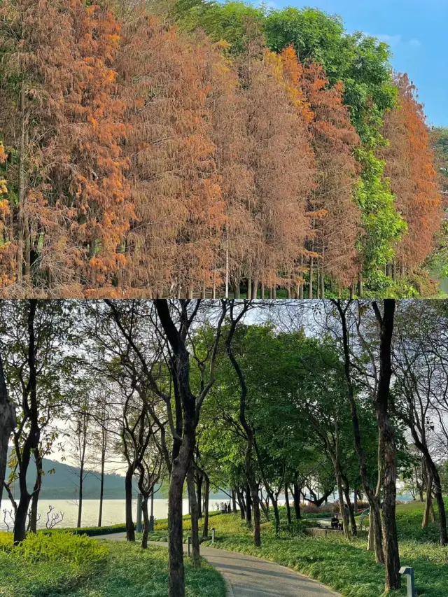 佛山免費公園遛娃露營好去處