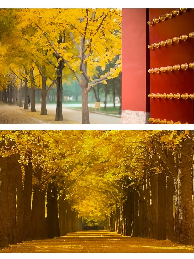 北京旅行|秋天，一定要住北平！