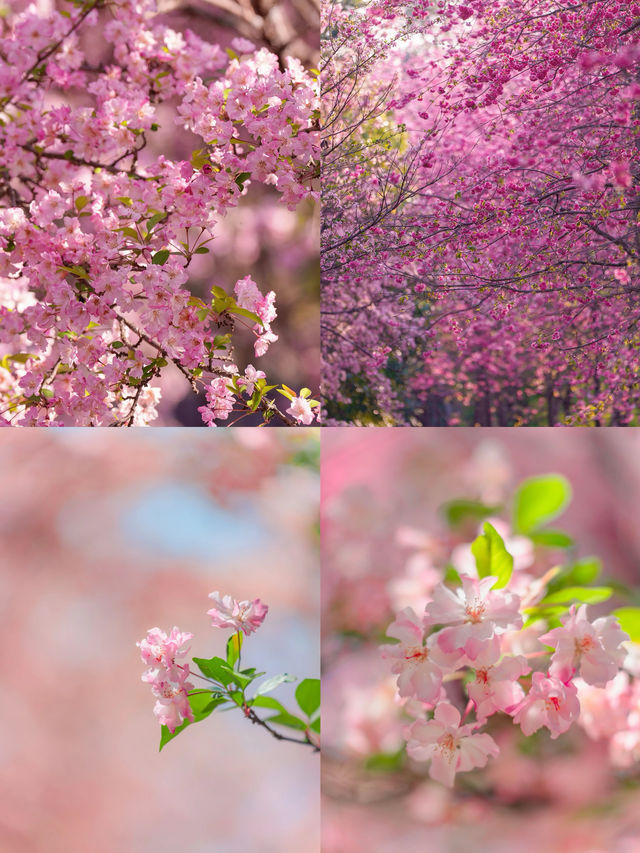 豐澤源植物園，滿足了春天的所有幻想